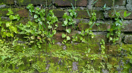 green moss on the wall