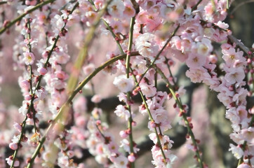 三重県伊勢市に咲く「しだれ梅の花」