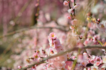 三重県伊勢市に咲く「しだれ梅の花」