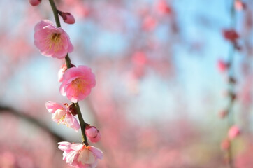三重県伊勢市に咲く「しだれ梅の花」