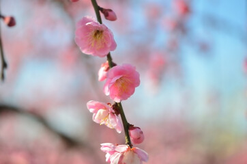 三重県伊勢市に咲く「しだれ梅の花」