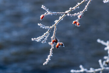 Fully frozen briar with red fruit and with water as background