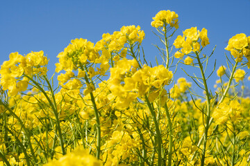 菜の花　春　黄色