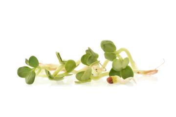 Radish sprout with young green leaves in group isolated on white