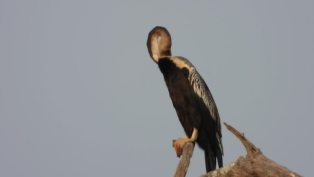 Anhinga chilling on sunset ..