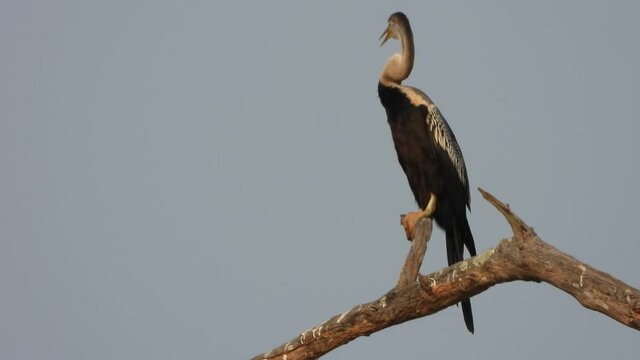 Anhinga chilling on sunset .