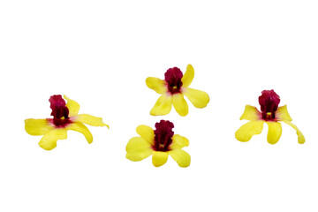 Yellow orchid isolated on white background