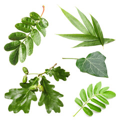 Naklejka premium Different green leaves on white background