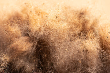 camel wool as a background