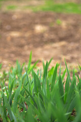 Canna plants in the park