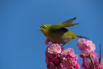 紅梅の上で羽を動かしているメジロ
