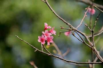 pink blossom