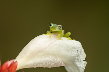 Reticulated Glass Frog - Hyalinobatrachium valerioi, beautiful small green and yellow frog from Central America forests, Costa Rica.