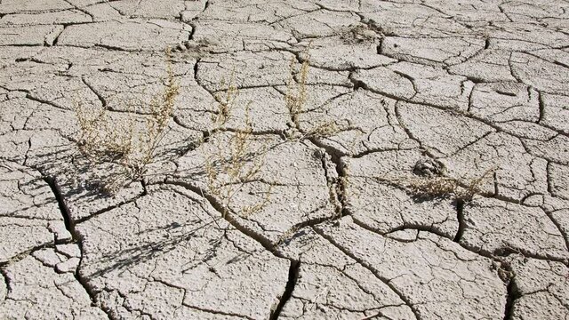 Dry soil with weeds growing out of the cracks of the mud in the desert.