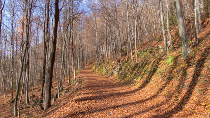 mit Laub bedeckter Weg durch Buchenwald