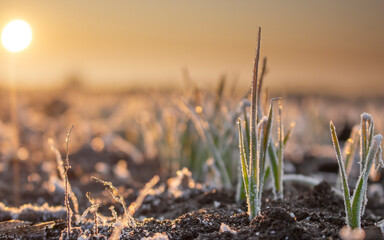 Field with winter wheat crops, leaves of germinating grain covered with morning frost. Sunrise...