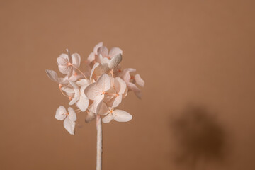 Dry pink delicate flower with shadow on a brown paper background with an empty copy space