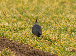  protected male Kiebitz - Vanellus in the grass in search of food