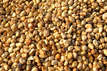 Remorque remplie de fèves de féverolle de mauvaise qualité