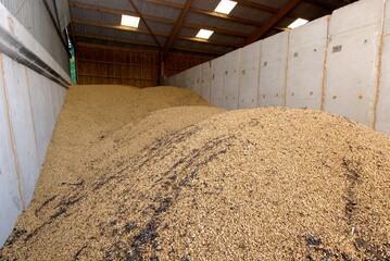 Moisson f&eacute;verole, f&eacute;verolles sur aire de stockage