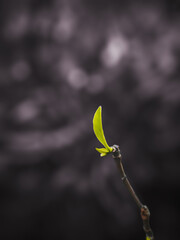 spring buds on a branch