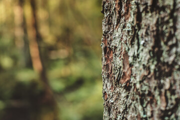 Tree bark in the forest close up.