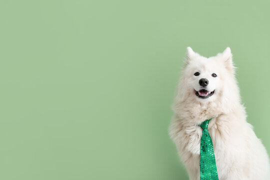Cute dog with green necktie on color background. St. Patrick's Day celebration