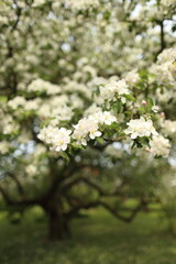 white blossom of apple trees in springtime