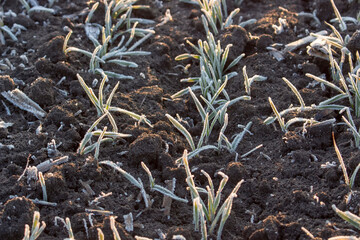 Rows of wheat on black soil are covered with hoarfrost. Spring morning frost destroys wheat crops.