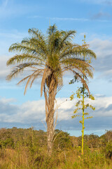 Fototapeta premium A palm before blue sky just before sunset close to Botumiriim in Minas Gerais, Brazil