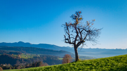 kahler Baum in stimmungsvollem Licht