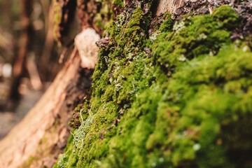 Green moss in forest close up