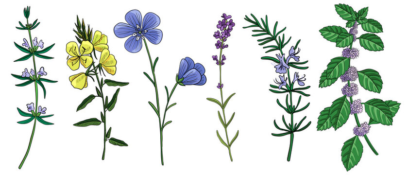vector drawing rosemary
