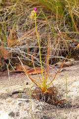 Close-up of a single plant of the Sundew Drosera spiralis showing the linear leaves in natural habitat close to Botumirim in Minas Gerais, Brazil
