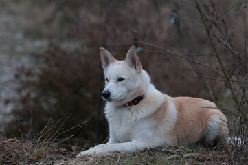 Hund im Garten