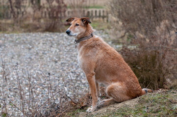 Hund im Garten