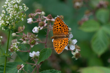 Roter Scheckenfalter