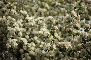 white blossom of apple trees in springtime