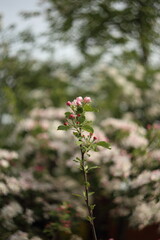 white blossom of apple trees in springtime