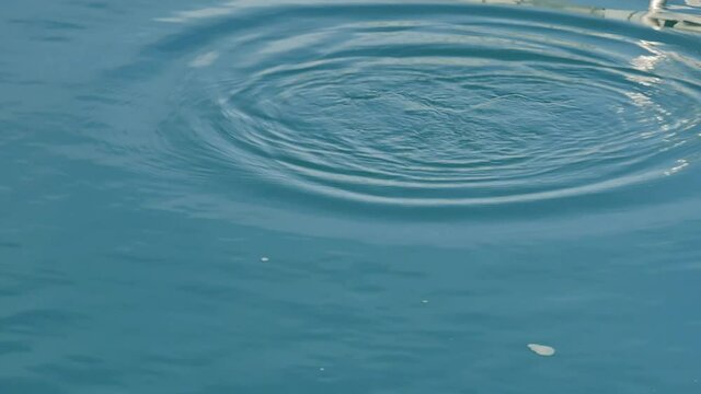 A Black Teal Scaup dives underwater in cold aqua lake in New Zealand