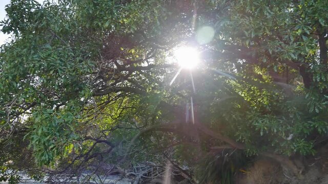 Sun peeks through Schefflera digitata Pate tree branches in pan shot