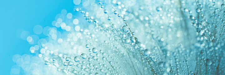 Abstract macro photo dandelion flower seeds with water drops background. closeup with soft focus for desktop. pastel blue tones. Print for Wallpaper. Floral fantasy design. Beautiful Nature. Banner