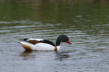 Brandgans © Manfred Stöber