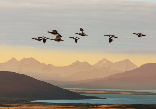 Birds in Patagonia © Galyna Andrushko
