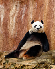 Obraz premium A giant panda (Ailuropoda melanoleuca) sits and rests enjoying the afternoon.