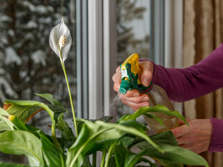 Houseplant with white flower is sprayed with water on winter day