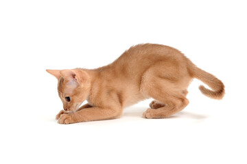 Abyssinian ginger cat sits on a white background