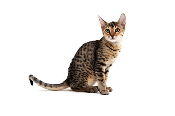 A purebred smooth-haired cat sits on a white background