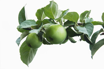  Green apples on the light background. Apple-tree branch on isolated backdrop