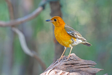 Female bird Orange-headed Thrush  (Geokichla citrina)in the rainforest.